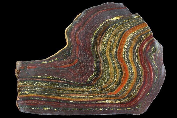 Polished Tiger Iron Stromatolite - ( Billion Years) #92945